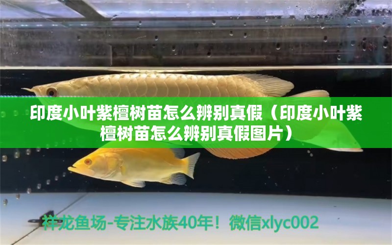 印度小叶紫檀树苗怎么辨别真假（印度小叶紫檀树苗怎么辨别真假图片） 文玩