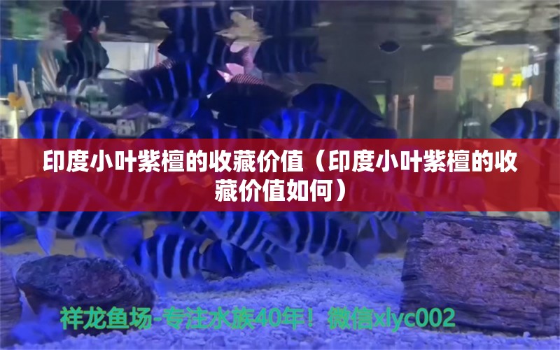 印度小叶紫檀的收藏价值（印度小叶紫檀的收藏价值如何）