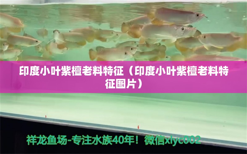 印度小叶紫檀老料特征（印度小叶紫檀老料特征图片） 文玩