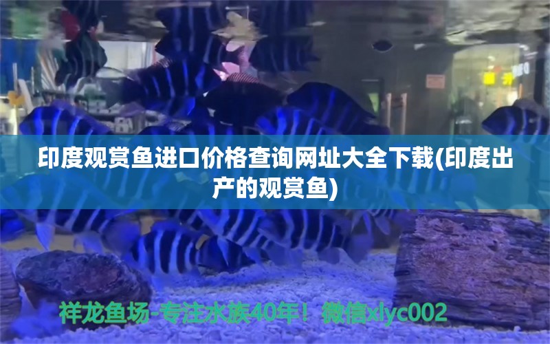 印度观赏鱼进口价格查询网址大全下载(印度出产的观赏鱼) 观赏鱼进出口 第2张