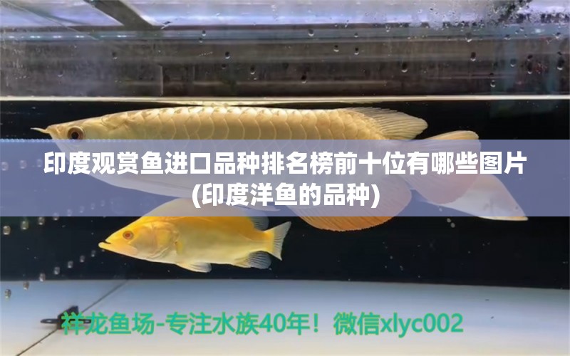 印度观赏鱼进口品种排名榜前十位有哪些图片(印度洋鱼的品种)