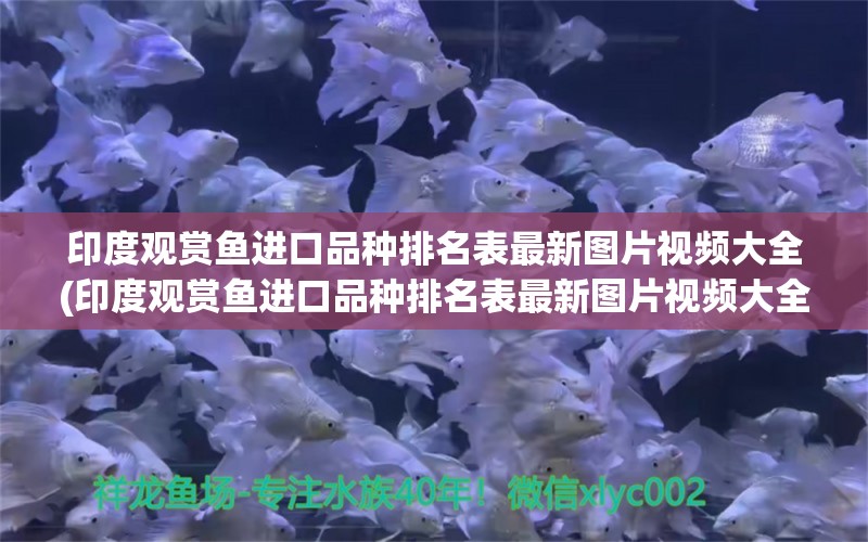 印度观赏鱼进口品种排名表最新图片视频大全(印度观赏鱼进口品种排名表最新图片视频大全)