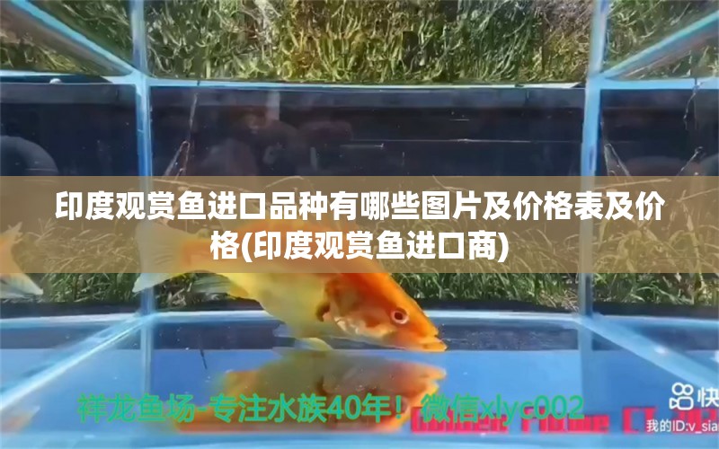 印度观赏鱼进口品种有哪些图片及价格表及价格(印度观赏鱼进口商)