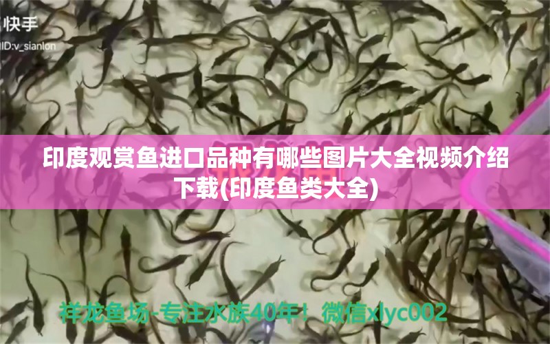 印度观赏鱼进口品种有哪些图片大全视频介绍下载(印度鱼类大全)