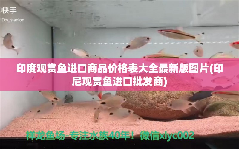 印度观赏鱼进口商品价格表大全最新版图片(印尼观赏鱼进口批发商)