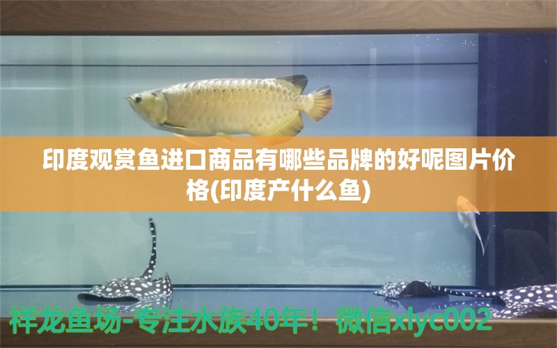 印度观赏鱼进口商品有哪些品牌的好呢图片价格(印度产什么鱼)