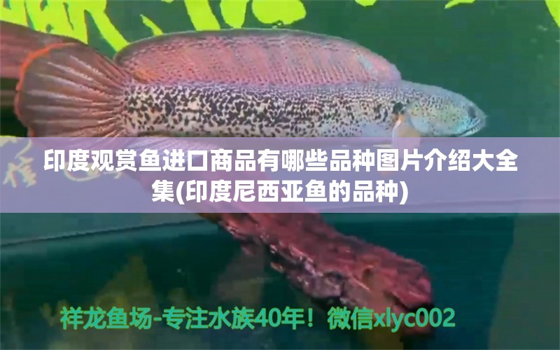 印度观赏鱼进口商品有哪些品种图片介绍大全集(印度尼西亚鱼的品种) 观赏鱼进出口 第1张