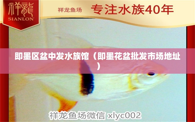 即墨区盆中发水族馆（即墨花盆批发市场地址）