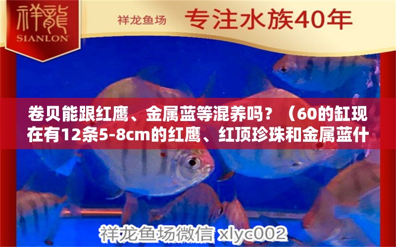 卷贝能跟红鹰、金属蓝等混养吗？（60的缸现在有12条5-8cm的红鹰、红顶珍珠和金属蓝什么的）