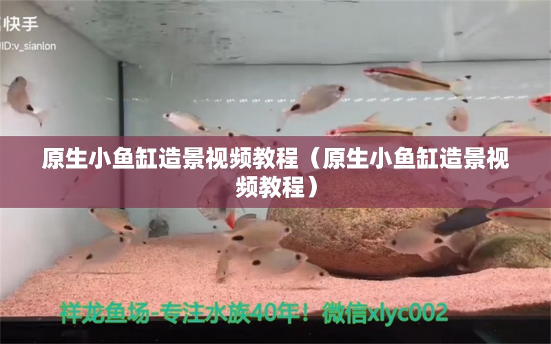 原生小鱼缸造景视频教程（原生小鱼缸造景视频教程） 祥龙水族医院