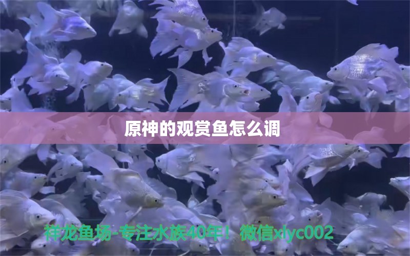 原神的观赏鱼怎么调 