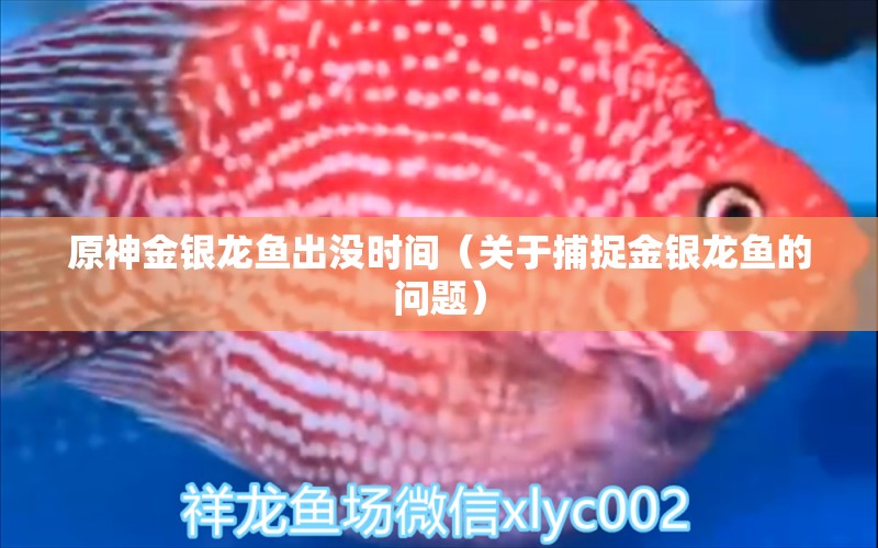 原神金银龙鱼出没时间（关于捕捉金银龙鱼的问题） 水族问答 第2张