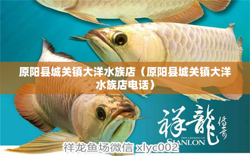 原阳县城关镇大洋水族店（原阳县城关镇大洋水族店电话）