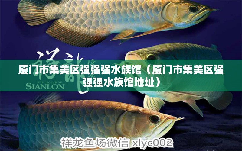 厦门市集美区强强强水族馆（厦门市集美区强强强水族馆地址）