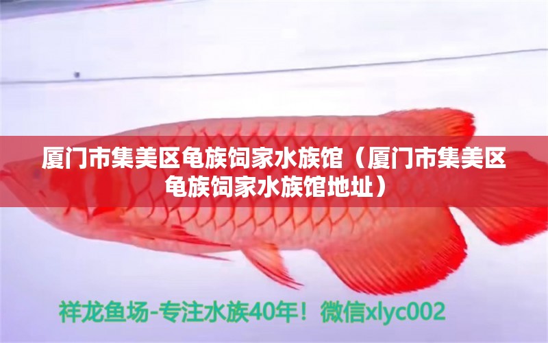 厦门市集美区龟族饲家水族馆（厦门市集美区龟族饲家水族馆地址）