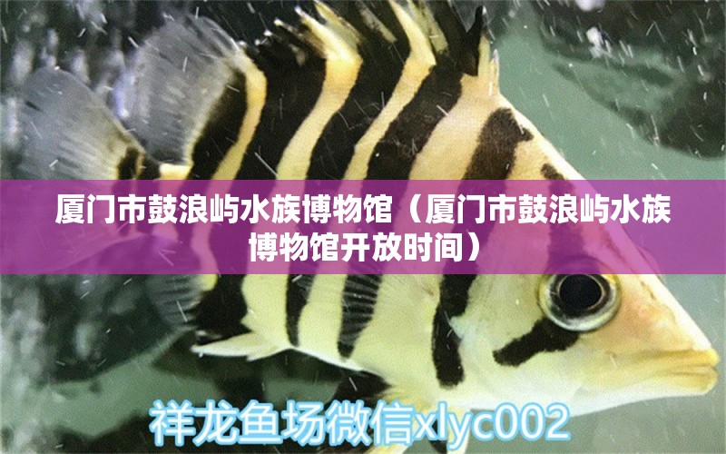 厦门市鼓浪屿水族博物馆（厦门市鼓浪屿水族博物馆开放时间）