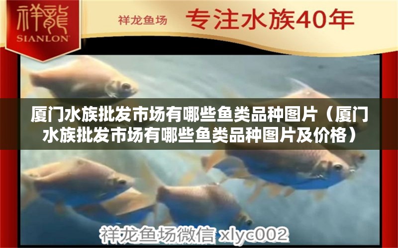 厦门水族批发市场有哪些鱼类品种图片（厦门水族批发市场有哪些鱼类品种图片及价格）