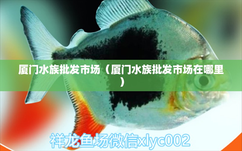 厦门水族批发市场（厦门水族批发市场在哪里） 观赏鱼水族批发市场