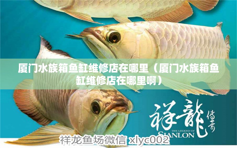 厦门水族箱鱼缸维修店在哪里（厦门水族箱鱼缸维修店在哪里啊）