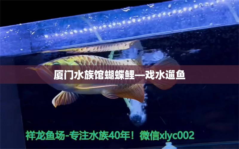 厦门水族馆蝴蝶鲤—戏水遛鱼