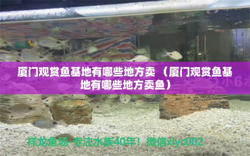 厦门观赏鱼基地有哪些地方卖 （厦门观赏鱼基地有哪些地方卖鱼）