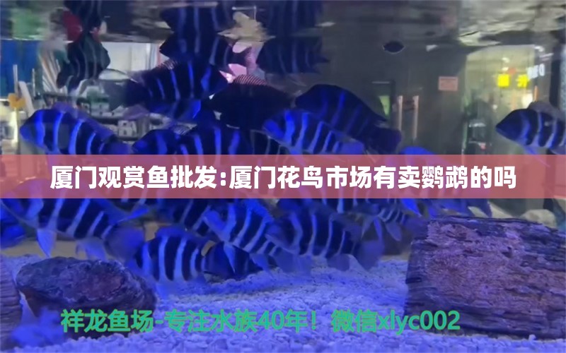 厦门观赏鱼批发:厦门花鸟市场有卖鹦鹉的吗