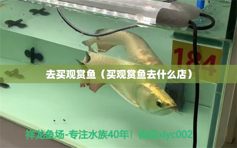 去买观赏鱼（买观赏鱼去什么店） 祥龙水族医院