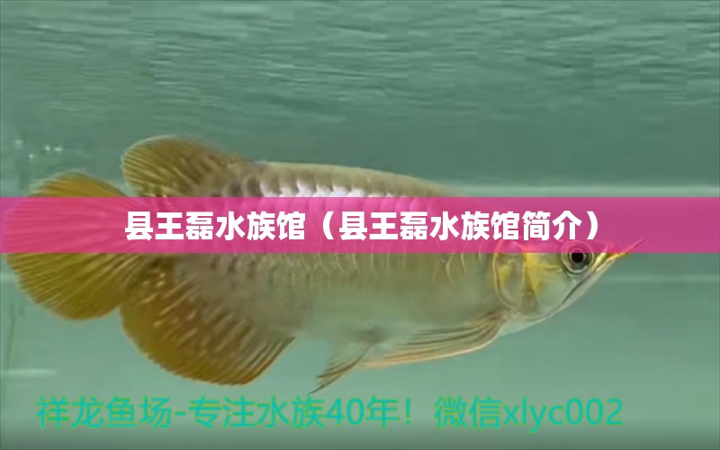 县王磊水族馆（县王磊水族馆简介）