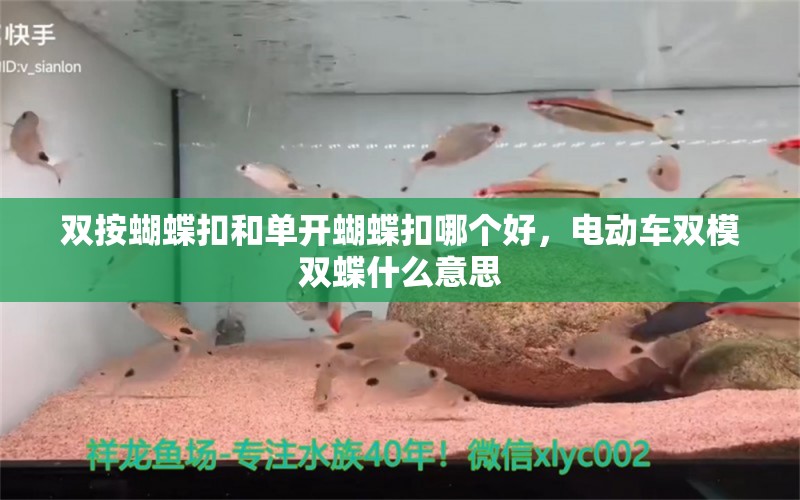 双按蝴蝶扣和单开蝴蝶扣哪个好，电动车双模双蝶什么意思 蝴蝶鲤 第1张