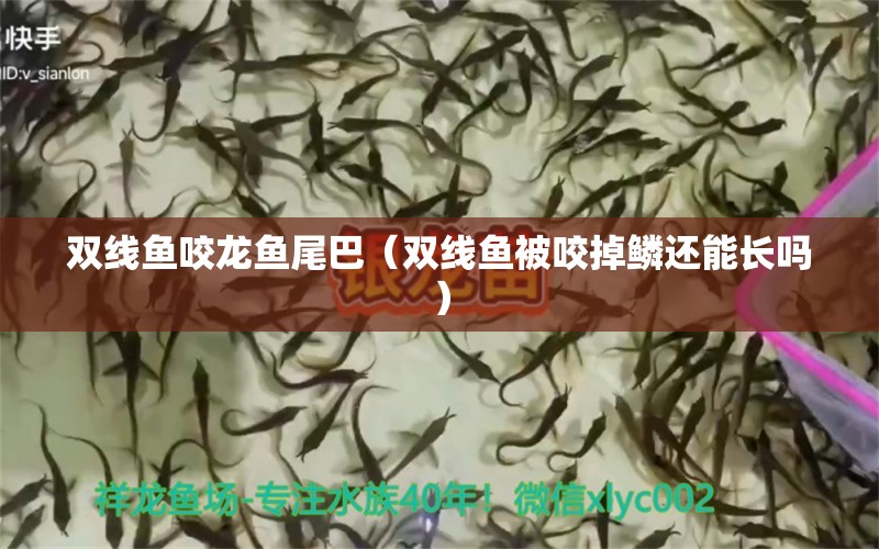 双线鱼咬龙鱼尾巴（双线鱼被咬掉鳞还能长吗）