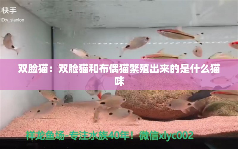 双脸猫：双脸猫和布偶猫繁殖出来的是什么猫咪