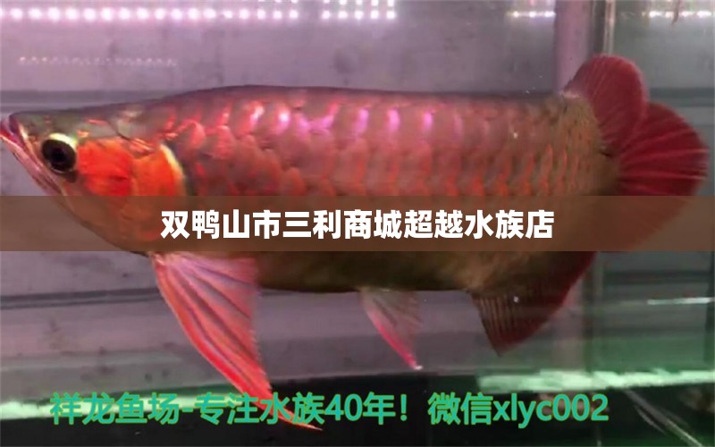 双鸭山市三利商城超越水族店 全国水族馆企业名录