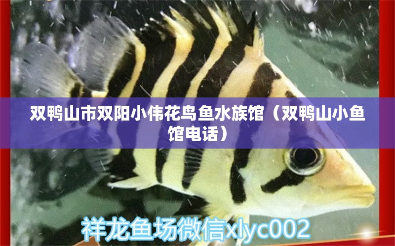 双鸭山市双阳小伟花鸟鱼水族馆（双鸭山小鱼馆电话）