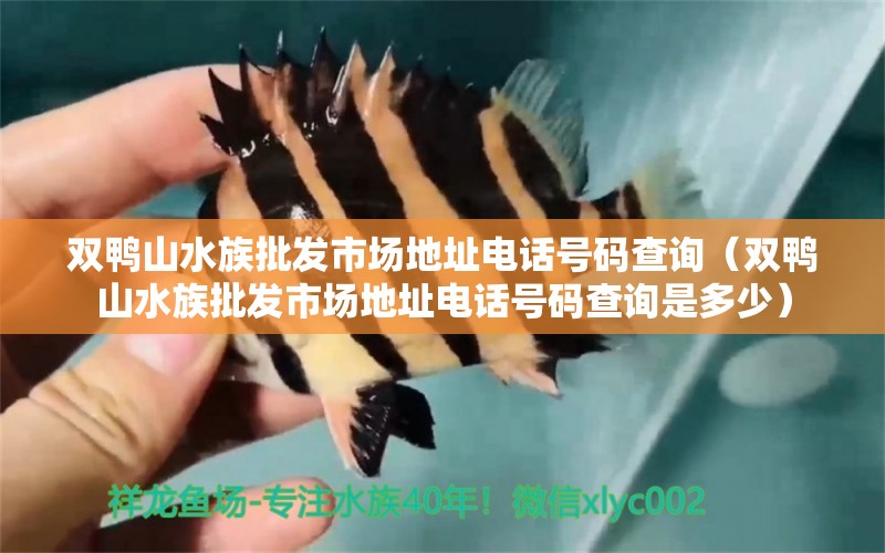 双鸭山水族批发市场地址电话号码查询（双鸭山水族批发市场地址电话号码查询是多少） 观赏鱼水族批发市场