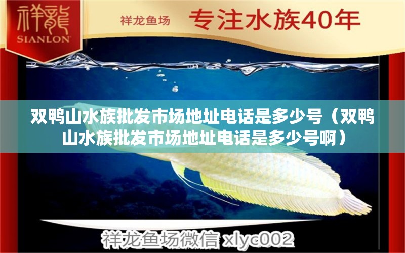 双鸭山水族批发市场地址电话是多少号（双鸭山水族批发市场地址电话是多少号啊） 观赏鱼水族批发市场