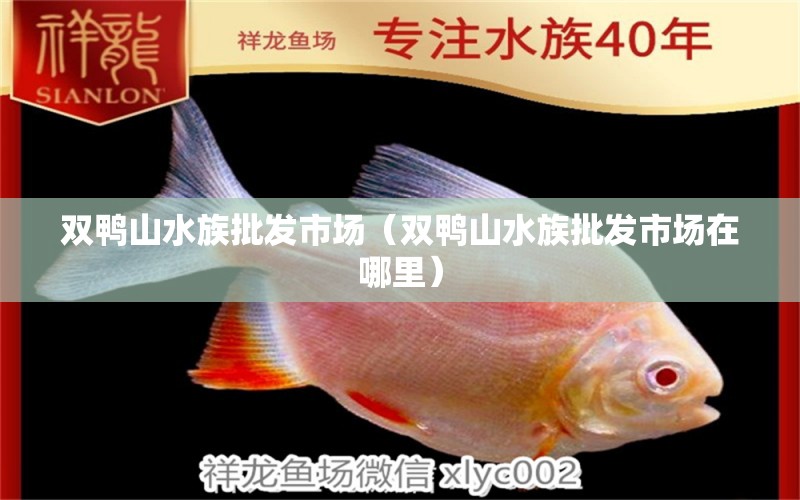 双鸭山水族批发市场（双鸭山水族批发市场在哪里）