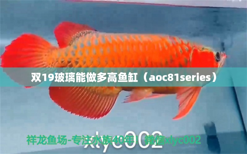 双19玻璃能做多高鱼缸（aoc81series） 超血红龙鱼