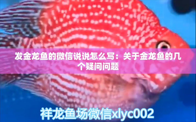 发金龙鱼的微信说说怎么写：关于金龙鱼的几个疑问问题 水族问答 第1张