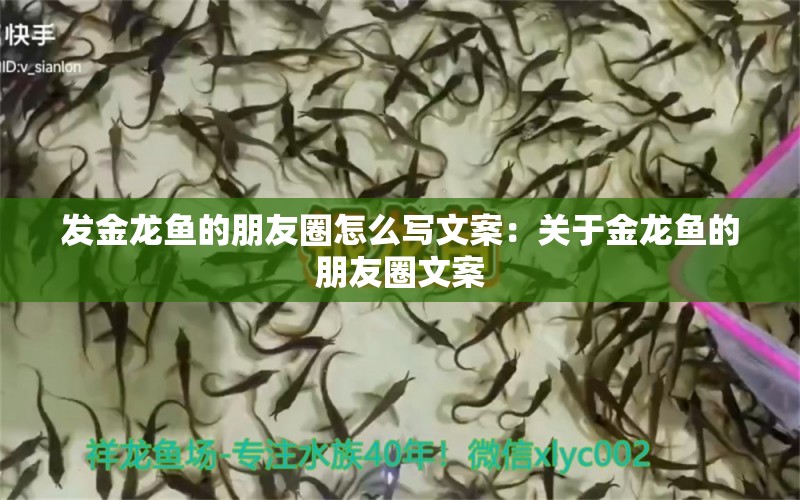 发金龙鱼的朋友圈怎么写文案：关于金龙鱼的朋友圈文案 水族问答 第1张