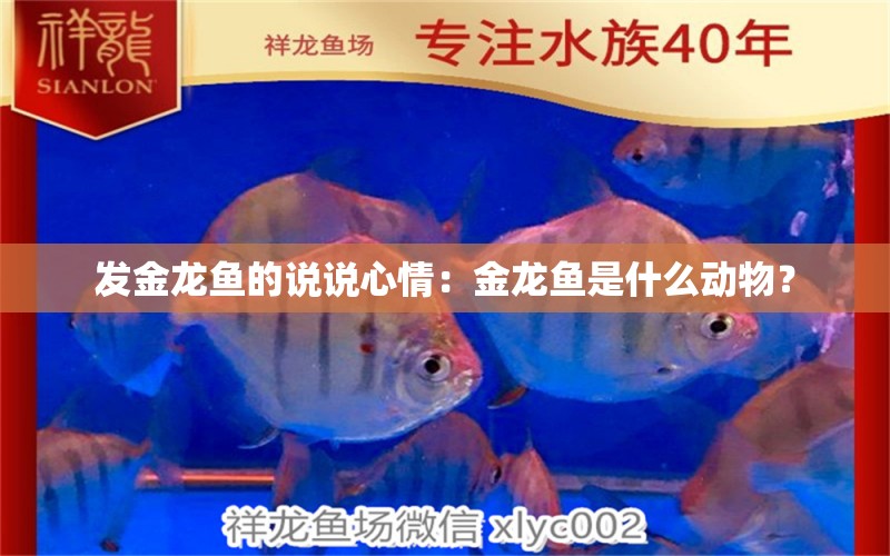 发金龙鱼的说说心情：金龙鱼是什么动物？ 水族问答 第2张