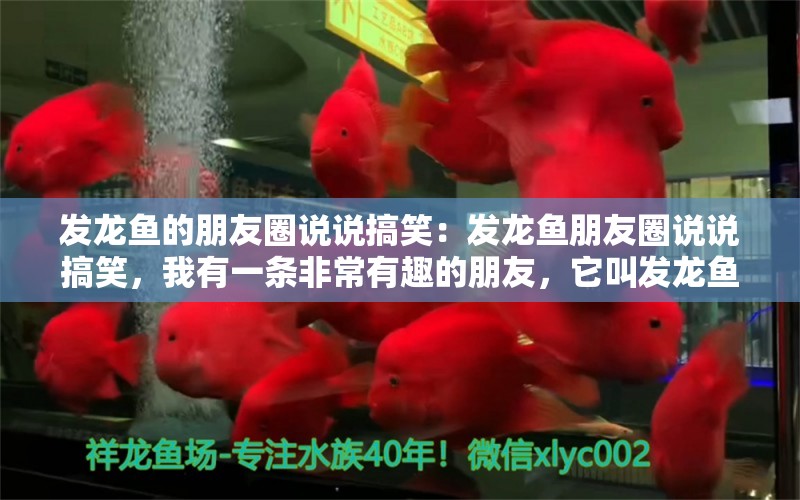 发龙鱼的朋友圈说说搞笑：发龙鱼朋友圈说说搞笑，我有一条非常有趣的朋友，它叫发龙鱼 水族问答 第2张