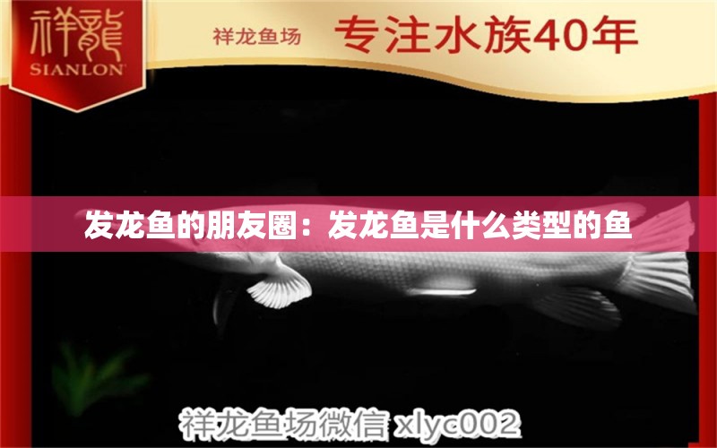 发龙鱼的朋友圈：发龙鱼是什么类型的鱼 水族问答 第2张