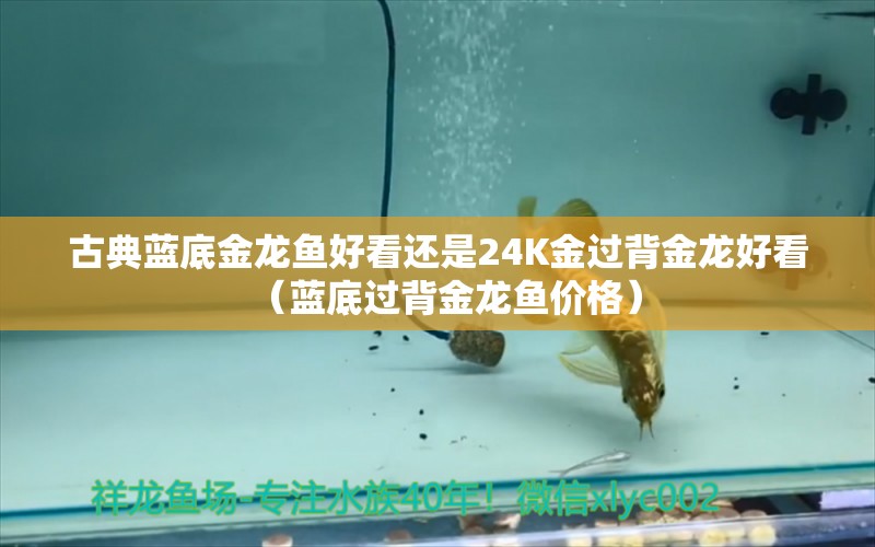 古典蓝底金龙鱼好看还是24K金过背金龙好看（蓝底过背金龙鱼价格） 红化白子银龙