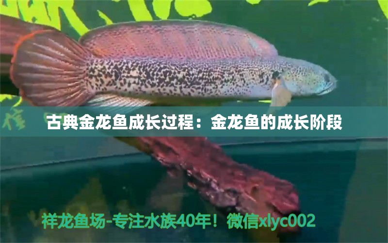 古典金龙鱼成长过程：金龙鱼的成长阶段