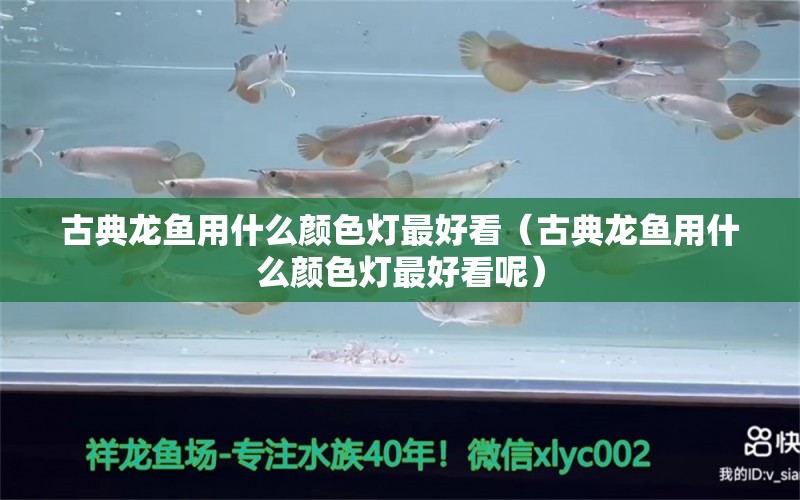 古典龙鱼用什么颜色灯最好看（古典龙鱼用什么颜色灯最好看呢）