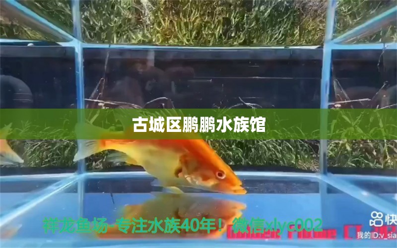 古城区鹏鹏水族馆