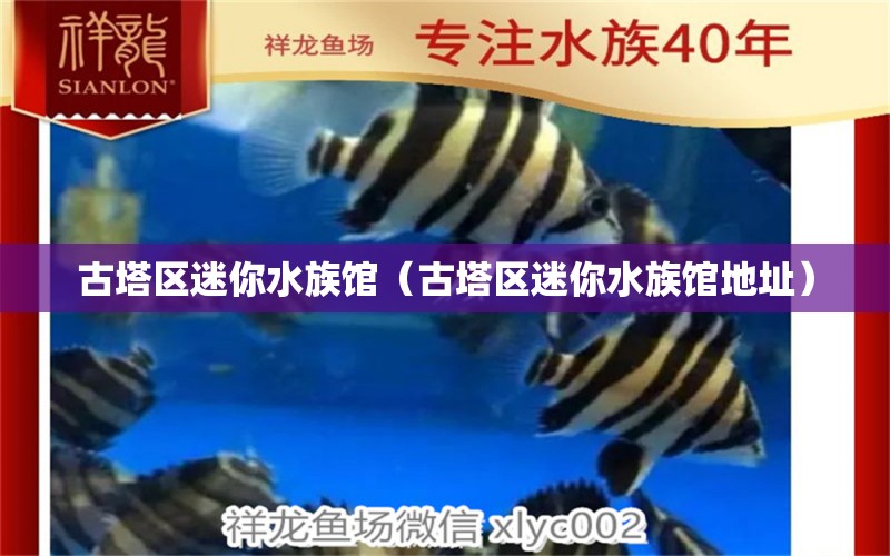 古塔区迷你水族馆（古塔区迷你水族馆地址）