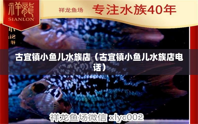 古宜镇小鱼儿水族店（古宜镇小鱼儿水族店电话）