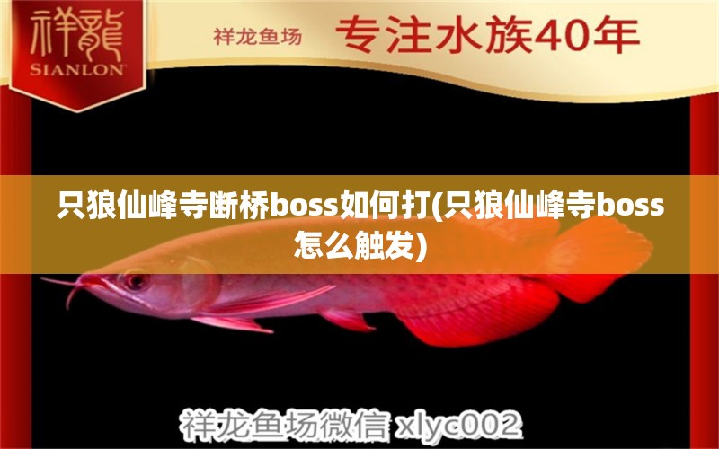 只狼仙峰寺断桥boss如何打(只狼仙峰寺boss怎么触发) 麦肯斯银版鱼