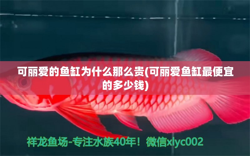 可丽爱的鱼缸为什么那么贵(可丽爱鱼缸最便宜的多少钱) 水族品牌